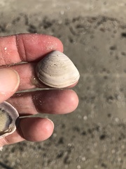 Polymesoda floridana