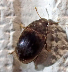 Enneboeus marmoratus