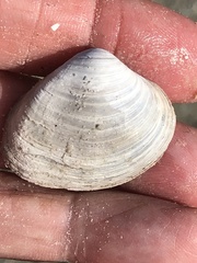 Polymesoda floridana