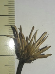 Serratula tinctoria