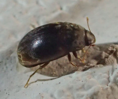 Enneboeus marmoratus