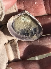 Polymesoda floridana