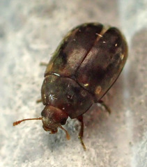 Enneboeus marmoratus