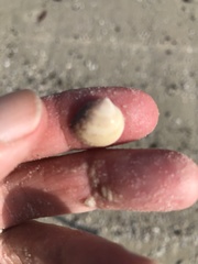 Laevicardium mortoni