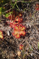 Drosera cuneifolia