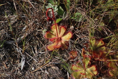 Drosera cuneifolia