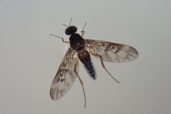 Sylvicola neozelandicus