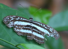 Pseudoneptis bugandensis ianthe