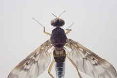 Sylvicola neozelandicus