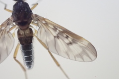 Sylvicola neozelandicus