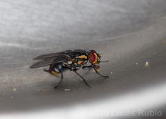 Oxysarcodexia culmiforceps