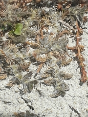 Leptinella maniototo