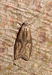 Doloploca punctulana