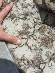 Leptinella maniototo