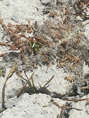 Leptinella maniototo