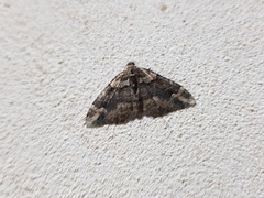 Catarhoe hortulanaria