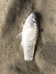 Floridichthys carpio