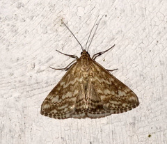 Evergestis frumentalis