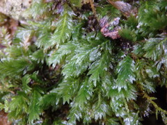 Fissidens serrulatus