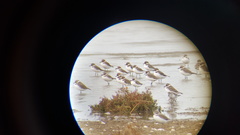 Charadrius alexandrinus