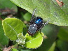 Calliphora quadrimaculata