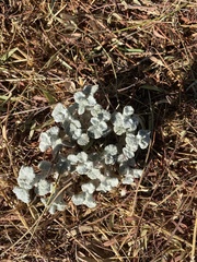 Magnoliopsida