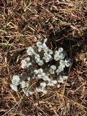 Magnoliopsida