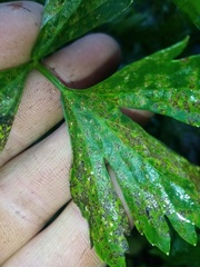 Septoria apiicola