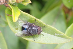 Calliphora quadrimaculata