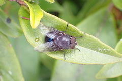 Calliphora quadrimaculata