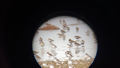 Calidris pygmaea
