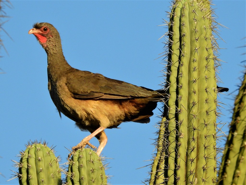 Chaco Chachalaca photo