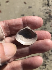 Polymesoda floridana