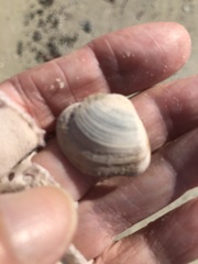 Polymesoda floridana