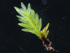 Fissidens serrulatus