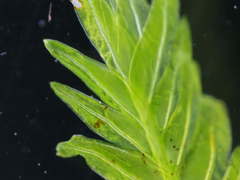 Fissidens serrulatus