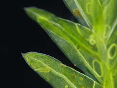 Fissidens serrulatus