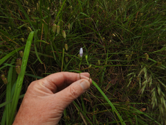 Wahlenbergia stricta stricta