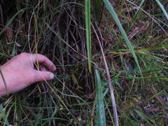 Wahlenbergia stricta stricta