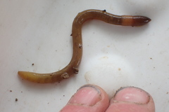 Dendrodrilus rubidus