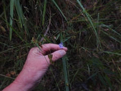 Wahlenbergia stricta stricta