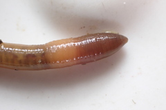 Dendrodrilus rubidus