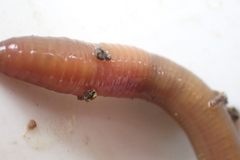 Dendrodrilus rubidus