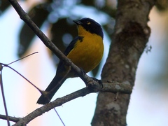 Anisognathus melanogenys