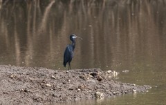 Egretta gularis