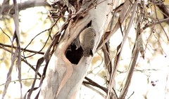 Colluricincla harmonica harmonica