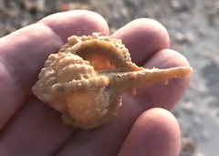 Vokesimurex cabritii