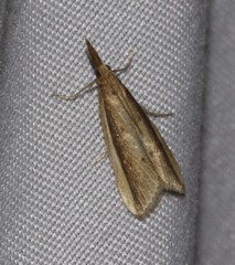 Donacaula albicostellus