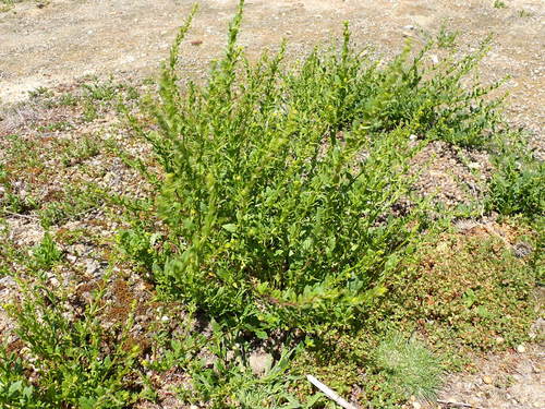 shortfruit hedgemustard (Sisymbrium polyceratium)