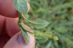 Sisymbrium polyceratium